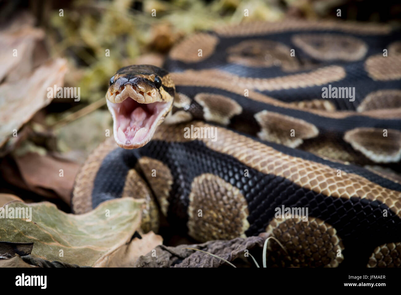 Il royal python (Python regius)Python Foto Stock