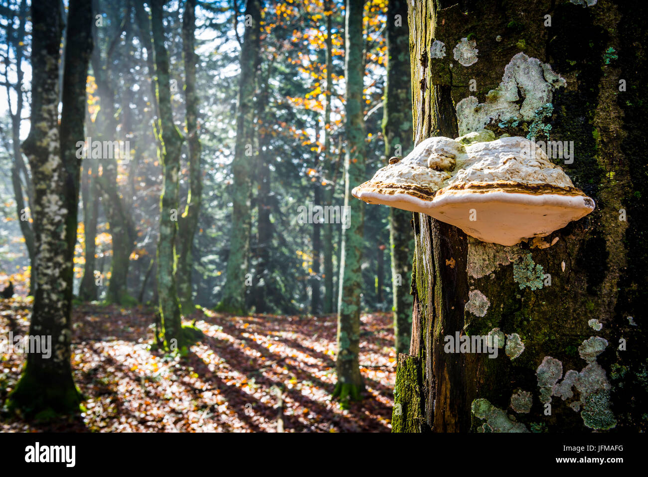 Riserva di Sassofratino, il Parco Nazionale delle Foreste Casentinesi, Badia Prataglia, Toscana, Italia, Europa, uno strano fungo attaccato sul tronco, Foto Stock