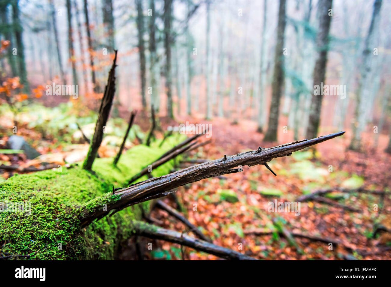 Riserva di Sassofratino, il Parco Nazionale delle Foreste Casentinesi, Badia Prataglia, Toscana, Italia, in Europa, in particolare di caduta di tronchi di alberi coperti di muschio, Foto Stock