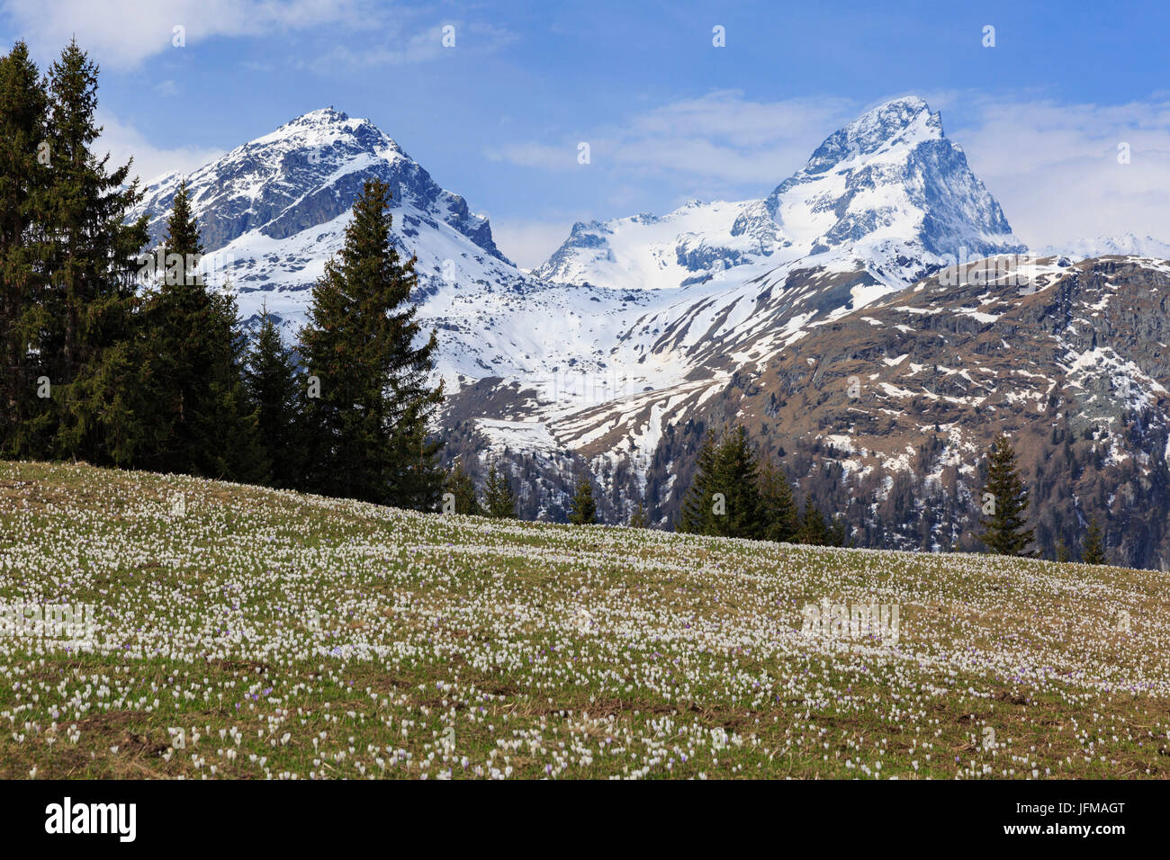 Crocus (crocus vernus) fiore a Alp Flix, con Piz Platta in background, Sur, Grigioni, Svizzera Foto Stock