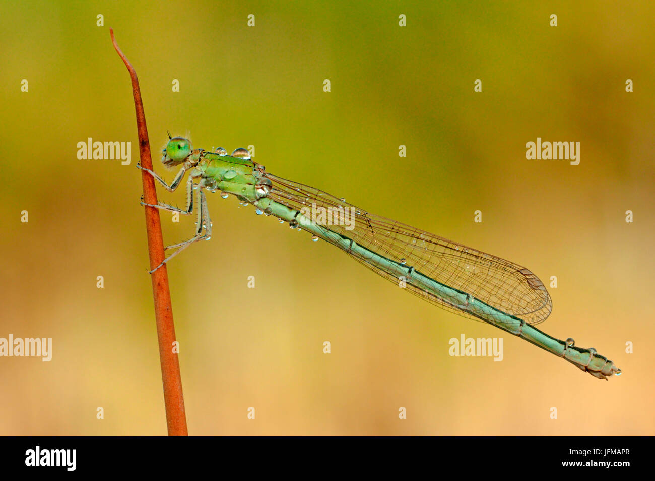 Foto di una giovane donna fotografata alle prime luci dell'alba, sullo stelo tipico delle paludi, immerso nel parco naturale dell'Antola, Foto Stock