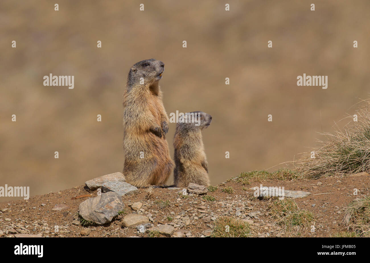Parco Nazionale dello Stelvio, Lombardia, Italia, marmotte Foto Stock