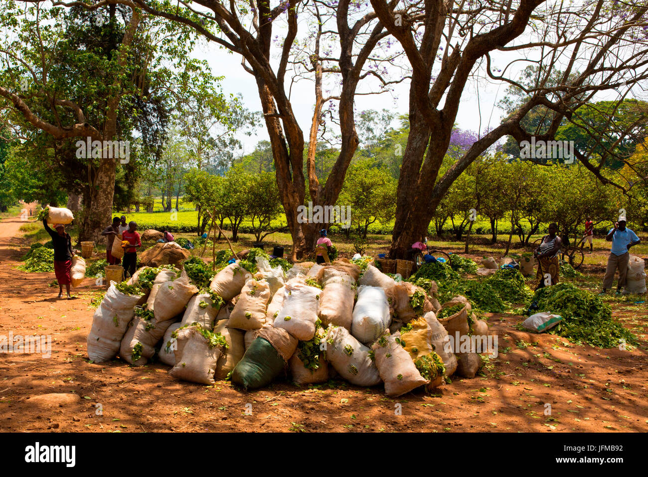 Africa centrale, Malawi, Blantyre district, fattorie di tè Foto Stock