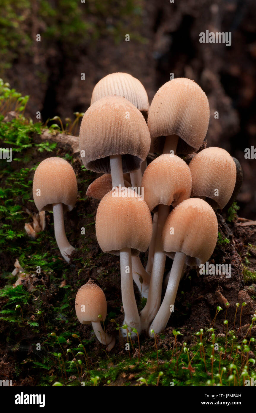 Gruppo di funghi in un bosco in autunno, Aveto, Genova, Italia, Europa Foto Stock