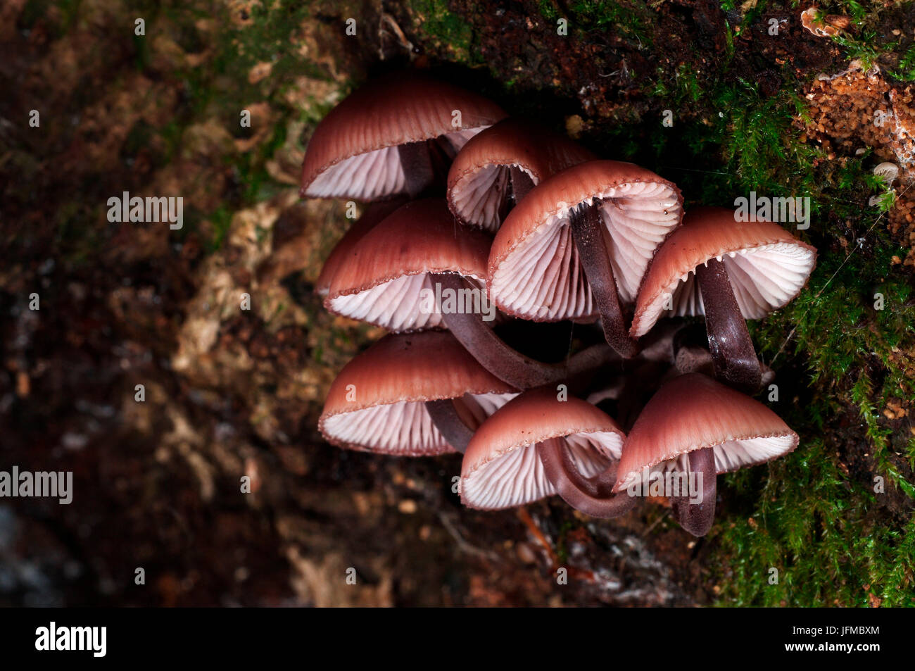 Gruppo di funghi in un bosco in autunno, Aveto, Genova, Italia, Europa Foto Stock
