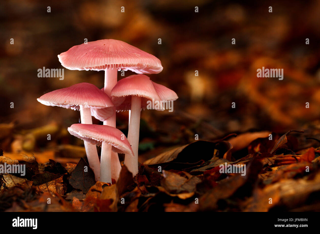 Gruppo di funghi in un bosco in autunno, Aveto, Genova, Italia, Europa Foto Stock