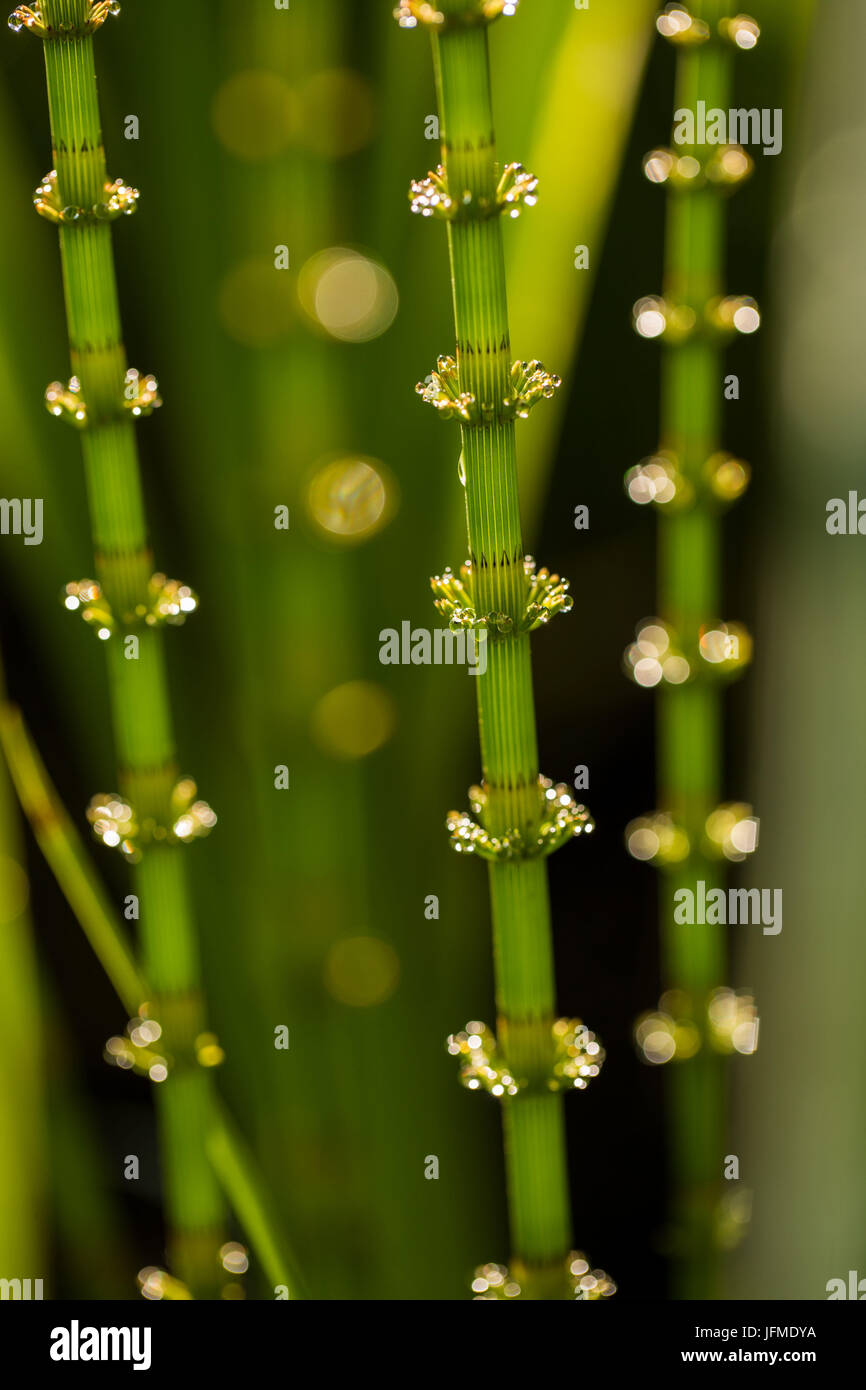 Close-up di nuove canne con bokeh di fondo in presenza di luce solare, verde sullo sfondo della natura Foto Stock