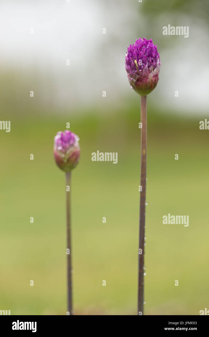 Allium gemme con gocce di rugiada su un sfondo natura Foto Stock