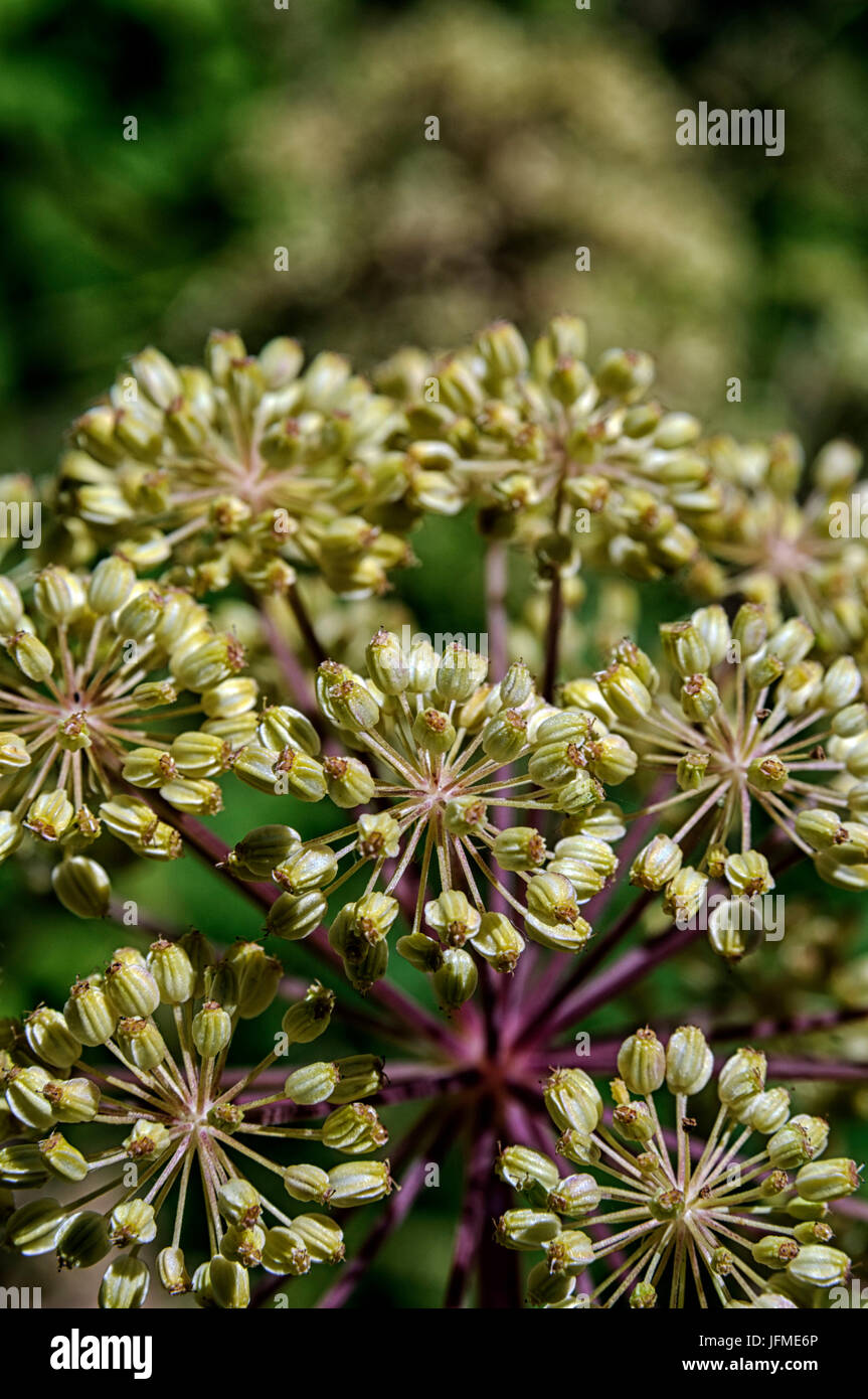 Scienze naturali, di close-up di un fiore Heracleum. Piccola profondità di nitidezza Foto Stock