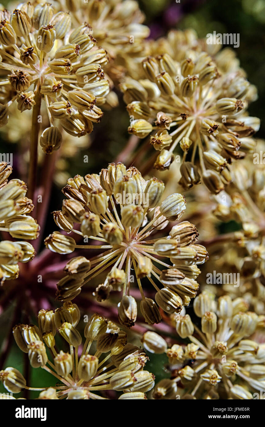 Scienze naturali, di close-up di un fiore Heracleum. Piccola profondità di nitidezza Foto Stock