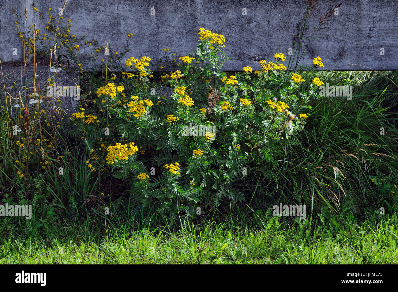 Scienze naturali, l'erba cresce vicino alla recinzione in calcestruzzo Foto Stock
