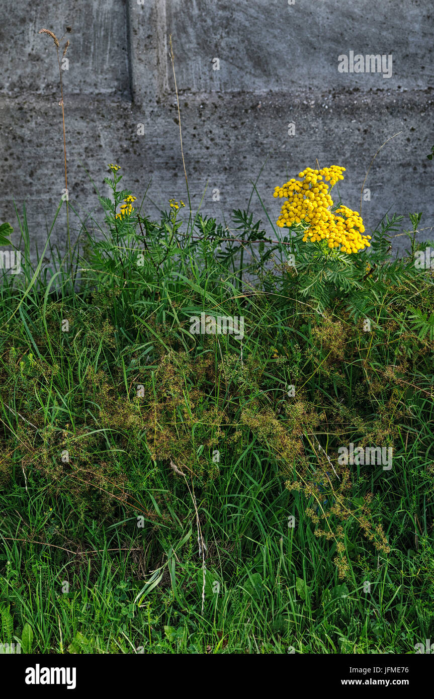 Scienze naturali, l'erba cresce vicino alla recinzione in calcestruzzo Foto Stock