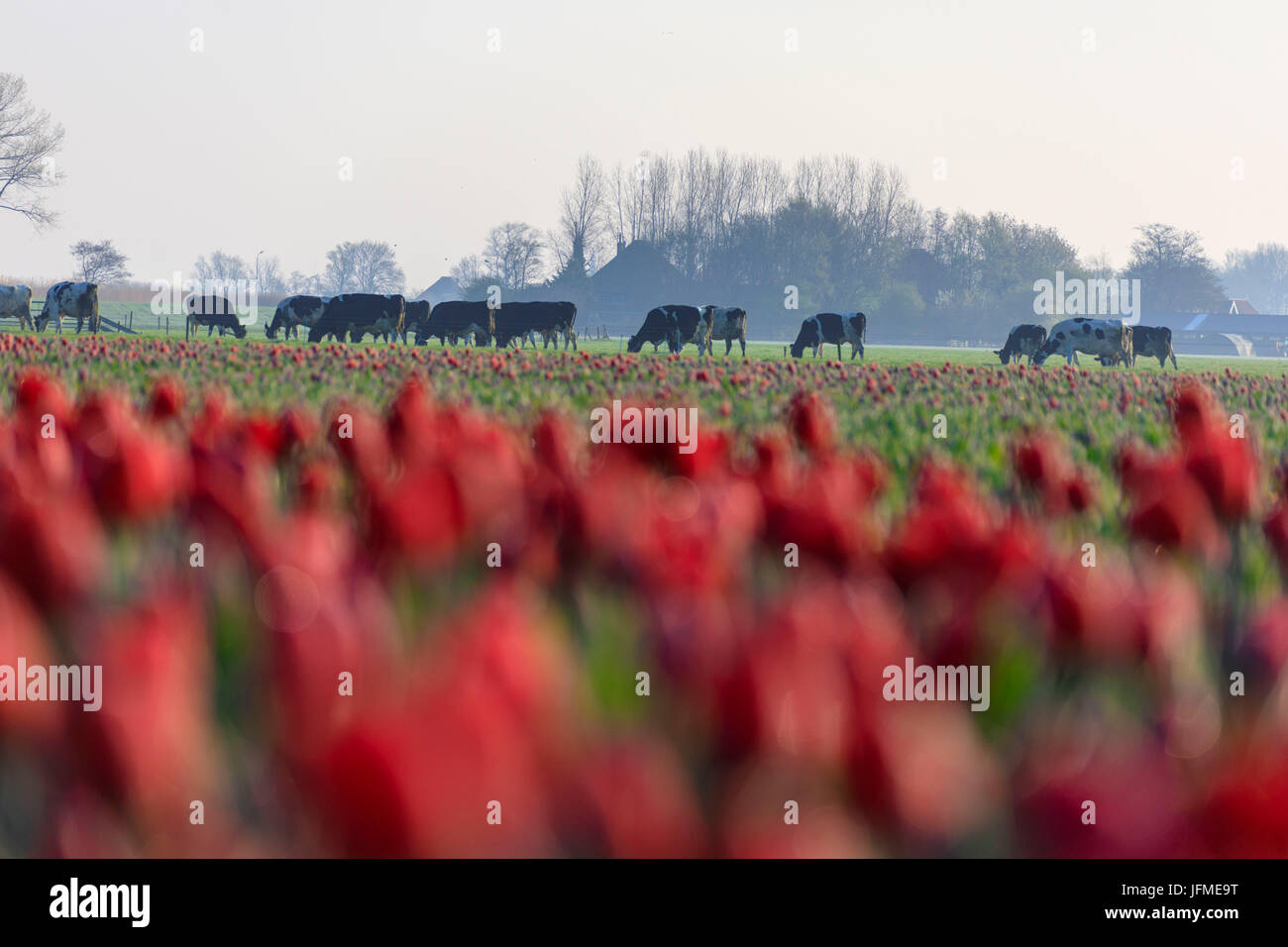 Le mucche in campagna incorniciata da campi di tulipani rossi Berkmeer comune di Koggenland Olanda settentrionale dei Paesi Bassi in Europa Foto Stock