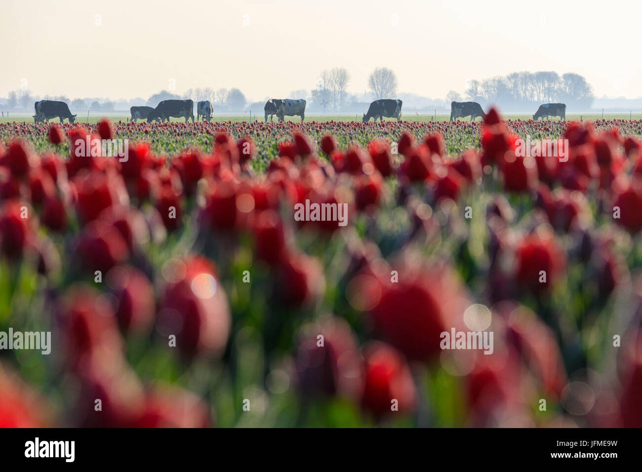 Le mucche in campagna incorniciata da campi di tulipani rossi Berkmeer comune di Koggenland Olanda settentrionale dei Paesi Bassi in Europa Foto Stock