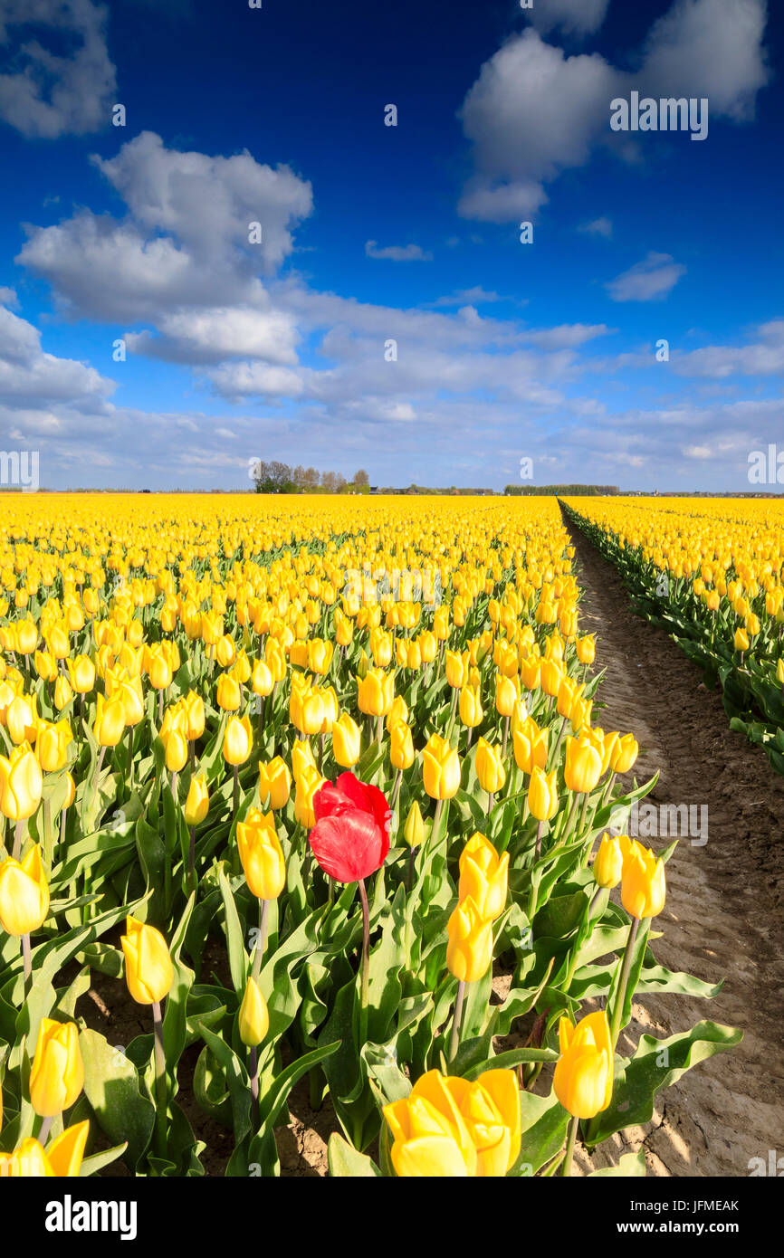 Cielo blu e nuvole nei campi di tulipani gialli in bloom Oude-Tonge Goeree-Overflakkee South Holland Olanda Europa Foto Stock