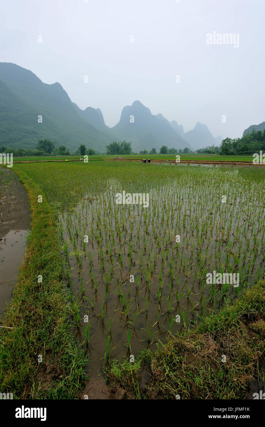 Cina, provincia di Guangxi, Regione di Guilin, montagna carsica e campo di riso paesaggio intorno a Yangshuo Foto Stock