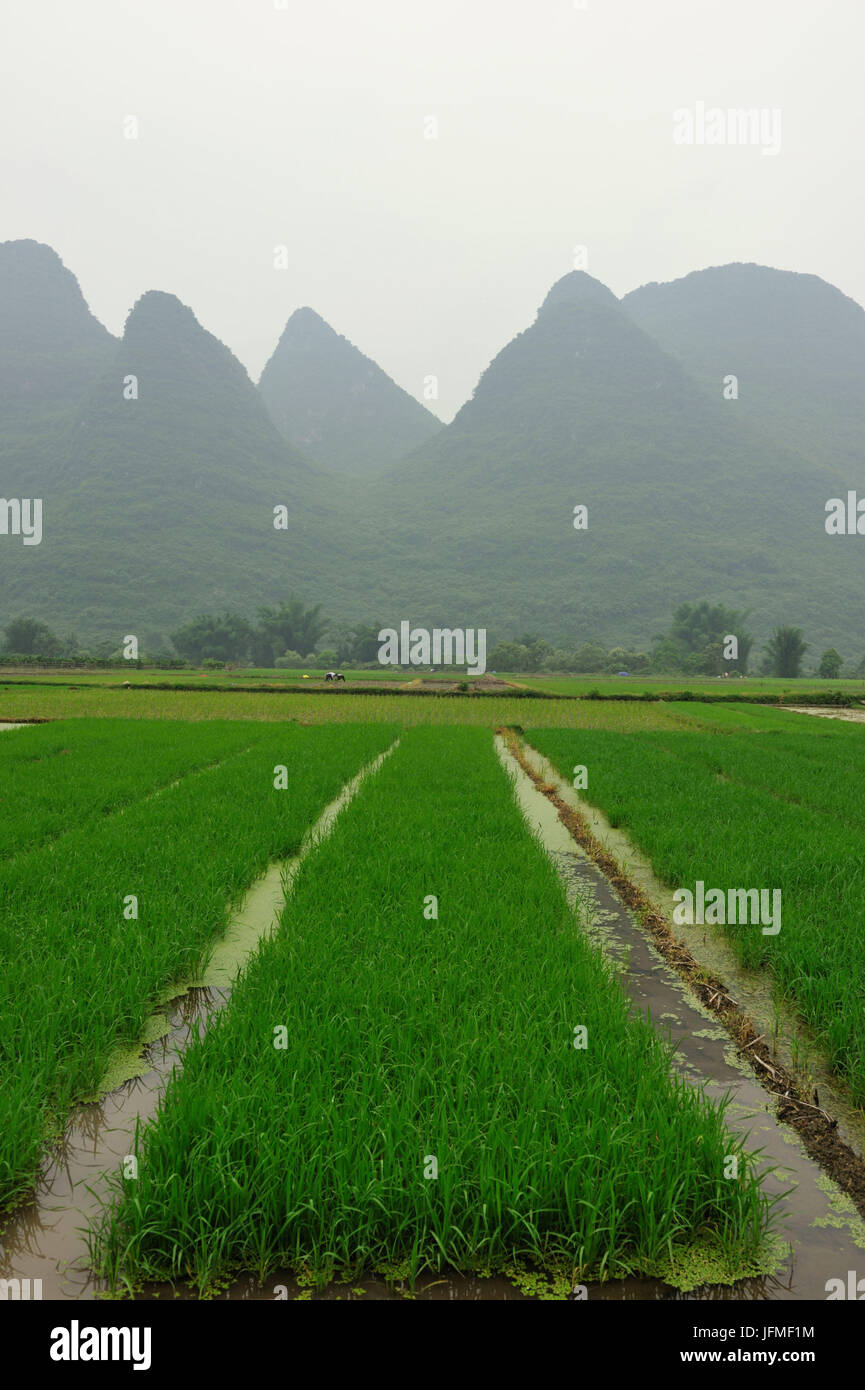 Cina, provincia di Guangxi, Regione di Guilin, montagna carsica e campo di riso paesaggio intorno a Yangshuo Foto Stock