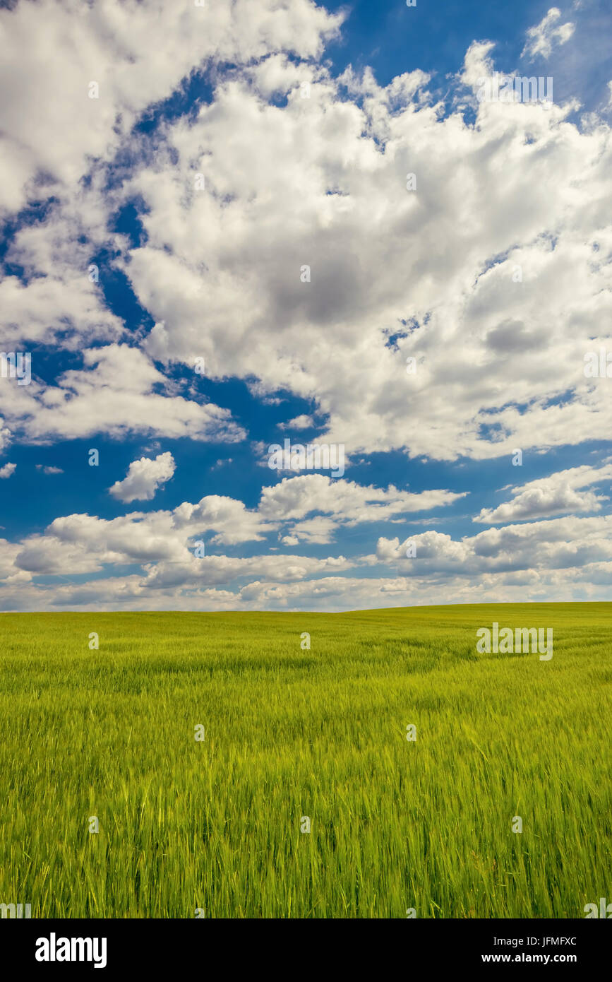 Foto verticale di campo con il grano verde piante. Il campo è sulla collina di mite qual è la causa di Bel Ombre sulla superficie. Il cielo è blu scuro con dramat bianco Foto Stock