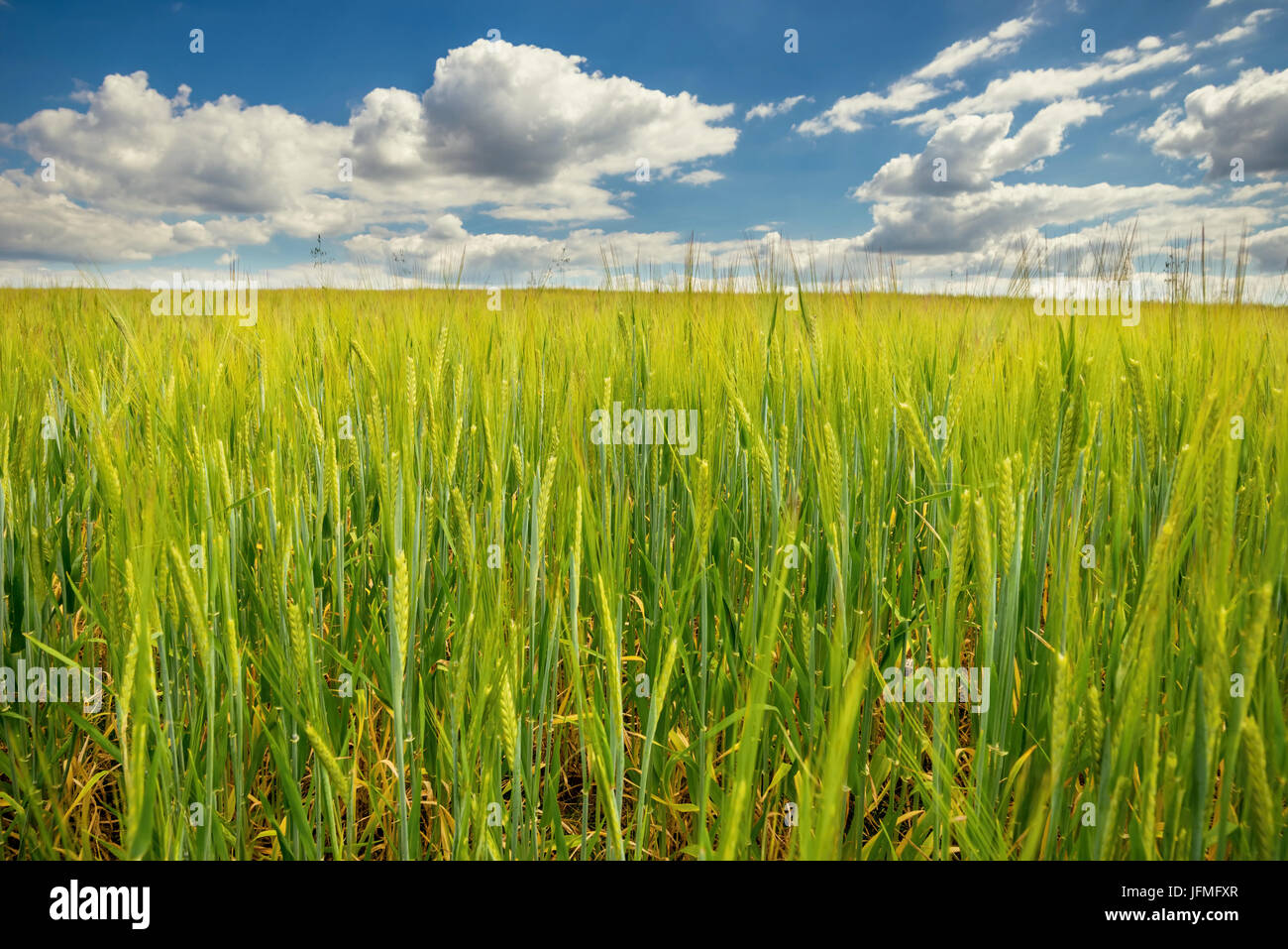 La foto in orizzontale del campo verde con piante di grano. Il campo catturato dalla posizione bassa in modo che le orecchie sono il motivo principale dell'immagine. Il cielo è blu scuro wi Foto Stock