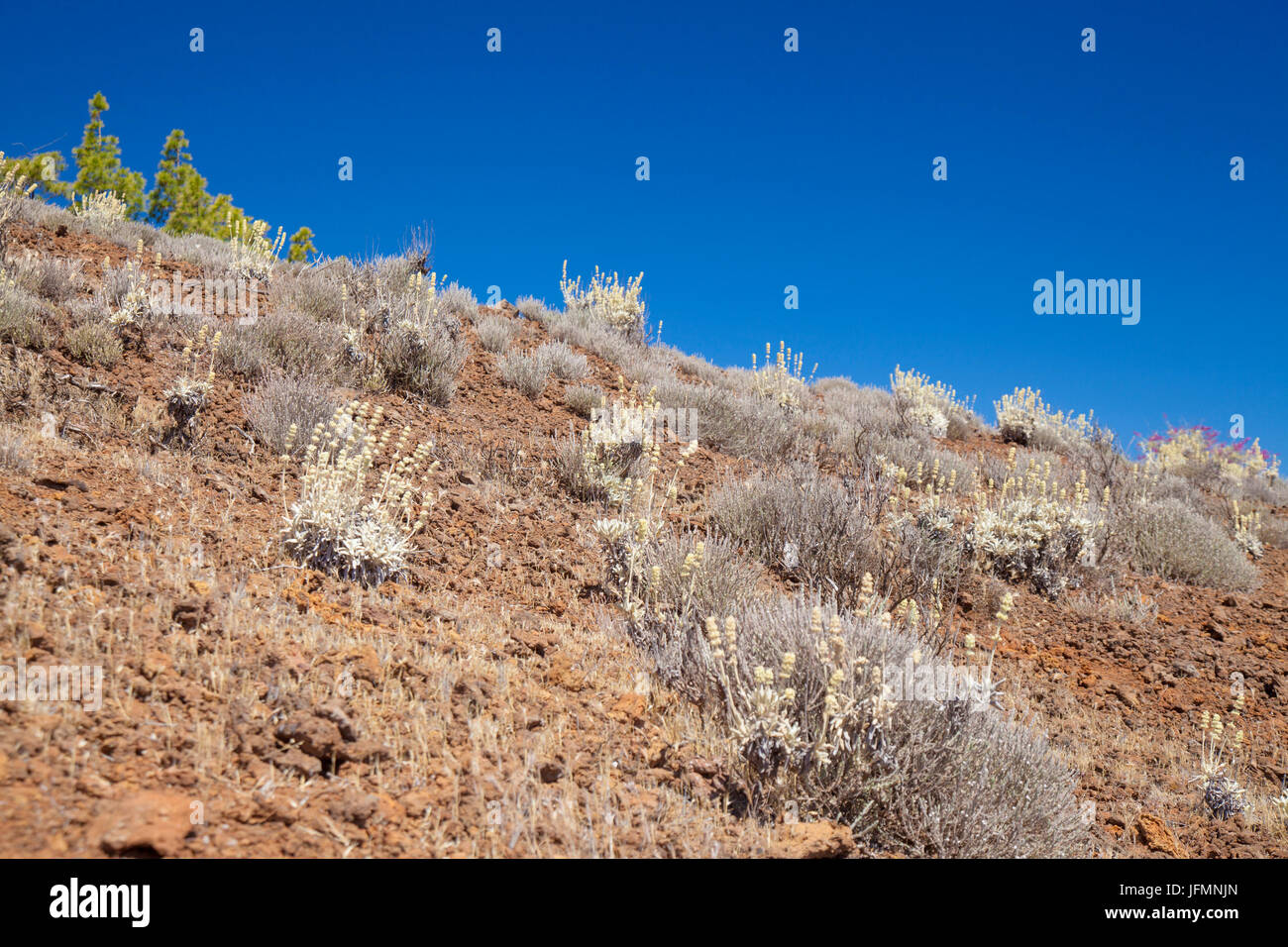 Gran Canaria, Giugno, erbe aromatiche, Sideritis e Micromeria, crescendo insieme in rosso ssoil vulcaniche Foto Stock