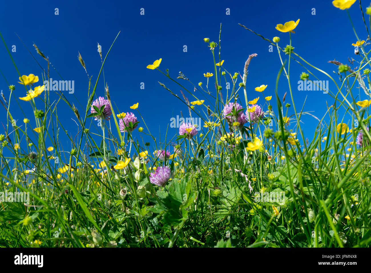 Tradizionale fieno di fiori selvaggi prato in piena fioritura in Hawes, Wensleydale, North Yorkshire, Regno Unito. Foto Stock