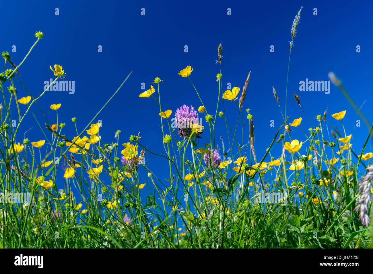Tradizionale fieno di fiori selvaggi prato in piena fioritura in Hawes, Wensleydale, North Yorkshire, Regno Unito. Foto Stock