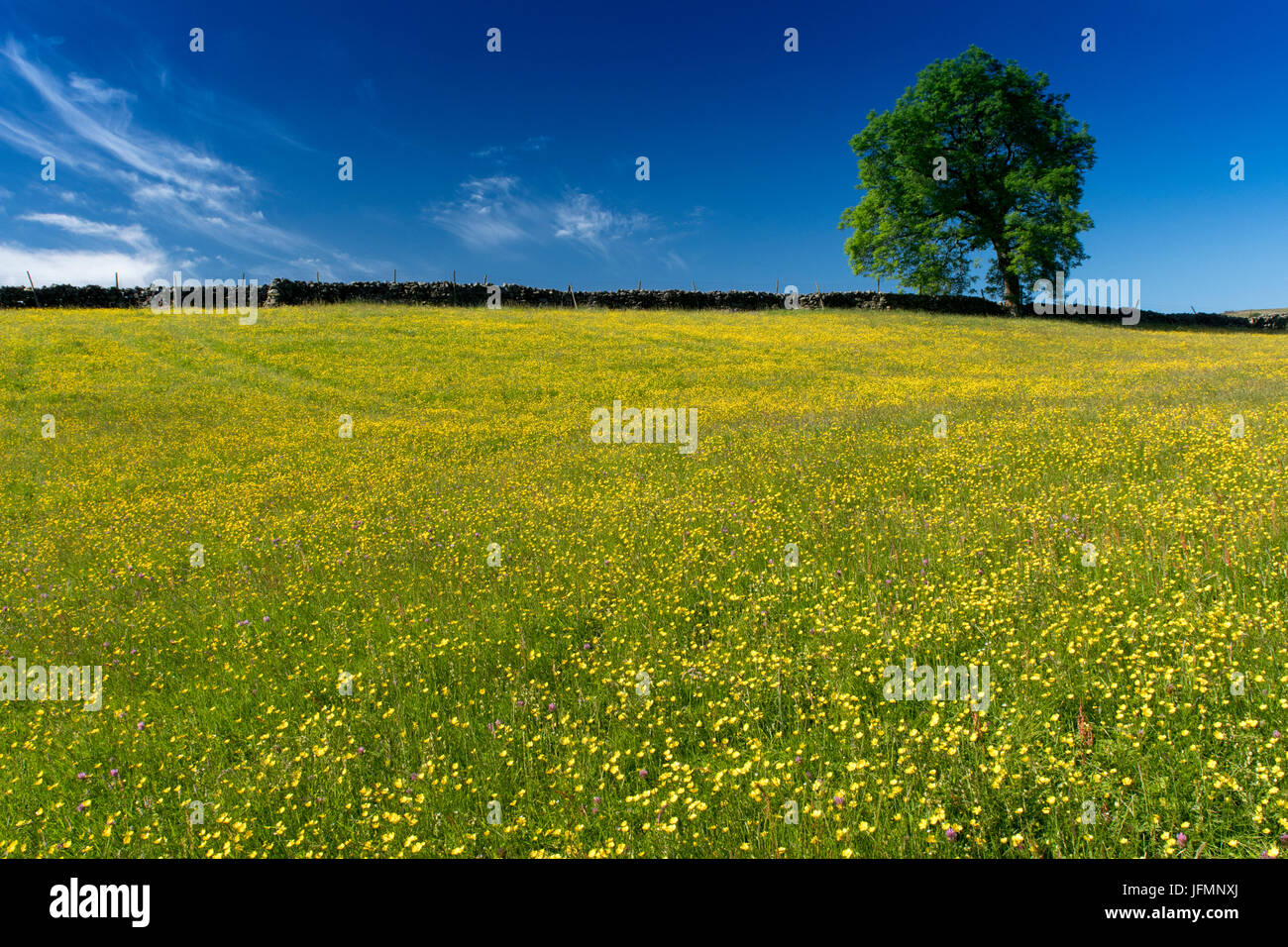 Tradizionale fieno di fiori selvaggi prato in piena fioritura in Hawes, Wensleydale, North Yorkshire, Regno Unito. Foto Stock