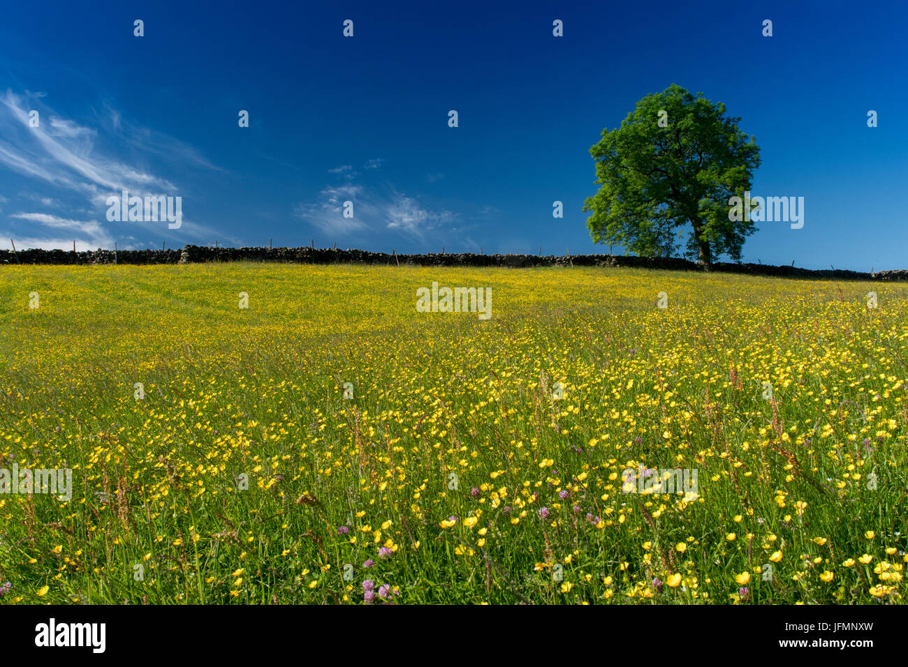 Tradizionale fieno di fiori selvaggi prato in piena fioritura in Hawes, Wensleydale, North Yorkshire, Regno Unito. Foto Stock