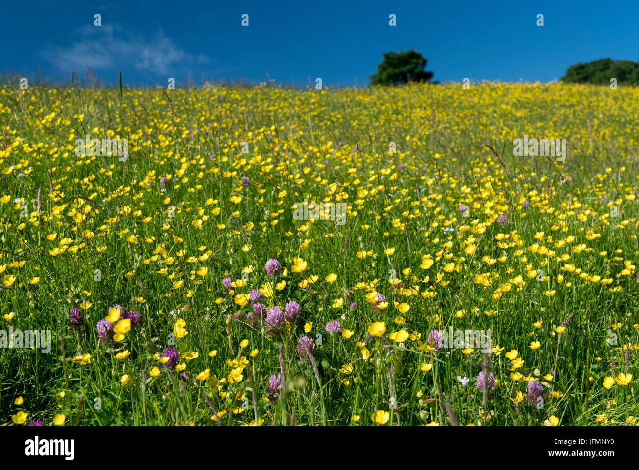 Tradizionale fieno di fiori selvaggi prato in piena fioritura in Hawes, Wensleydale, North Yorkshire, Regno Unito. Foto Stock