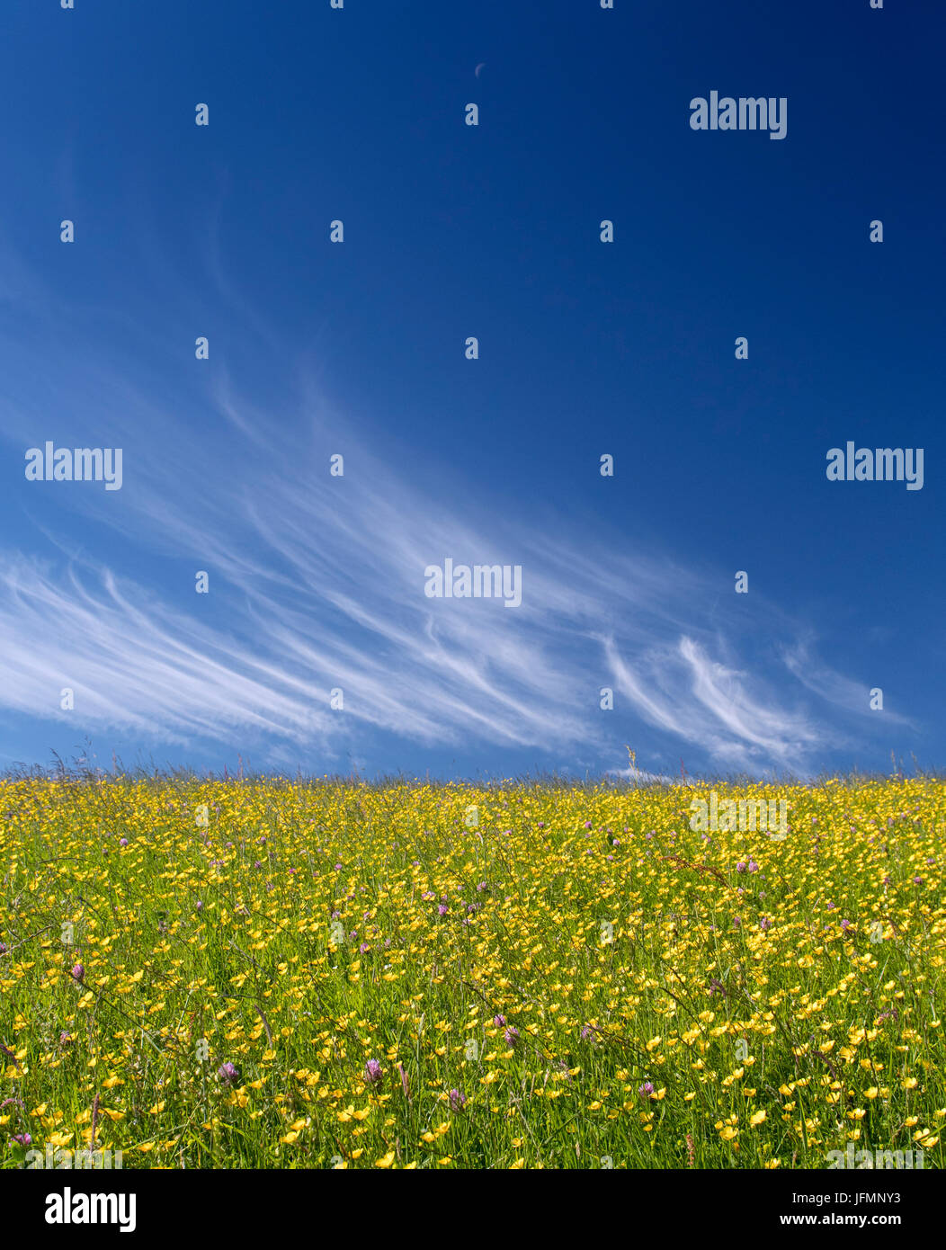 Tradizionale fieno di fiori selvaggi prato in piena fioritura in Hawes, Wensleydale, North Yorkshire, Regno Unito. Foto Stock