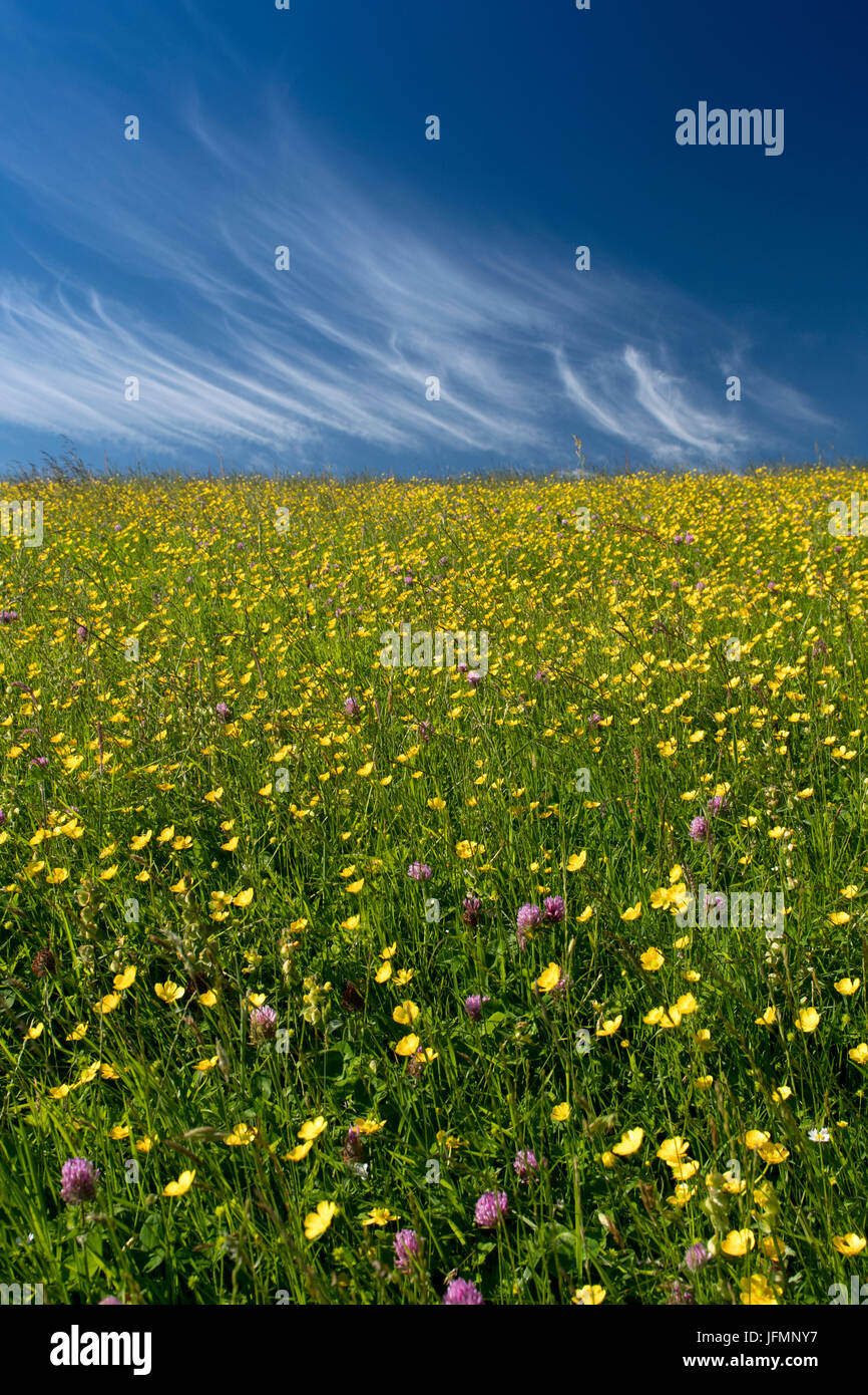 Tradizionale fieno di fiori selvaggi prato in piena fioritura in Hawes, Wensleydale, North Yorkshire, Regno Unito. Foto Stock