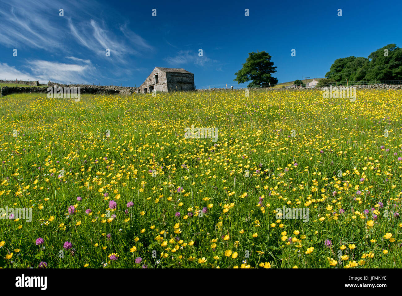 Tradizionale fieno di fiori selvaggi prato in piena fioritura in Hawes, Wensleydale, North Yorkshire, Regno Unito. Foto Stock