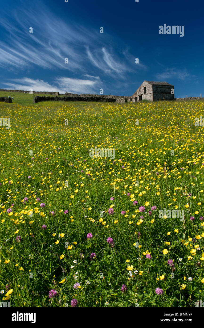 Tradizionale fieno di fiori selvaggi prato in piena fioritura in Hawes, Wensleydale, North Yorkshire, Regno Unito. Foto Stock
