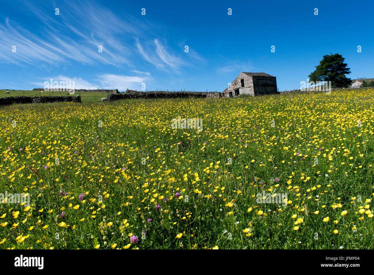 Tradizionale fieno di fiori selvaggi prato in piena fioritura in Hawes, Wensleydale, North Yorkshire, Regno Unito. Foto Stock