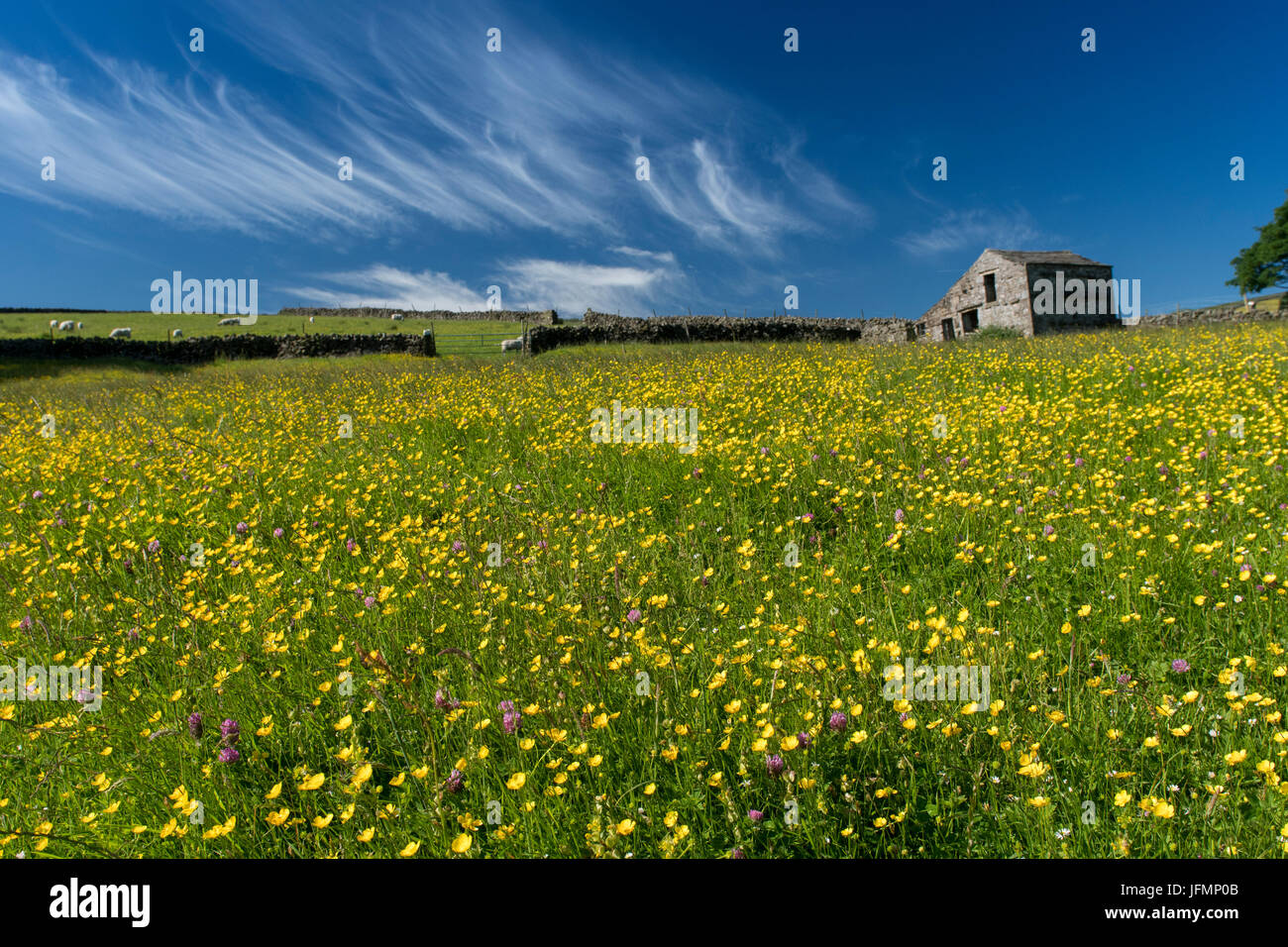 Tradizionale fieno di fiori selvaggi prato in piena fioritura in Hawes, Wensleydale, North Yorkshire, Regno Unito. Foto Stock