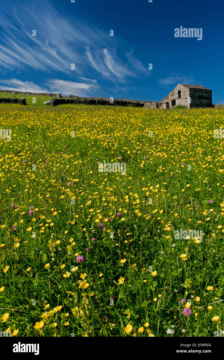 Tradizionale fieno di fiori selvaggi prato in piena fioritura in Hawes, Wensleydale, North Yorkshire, Regno Unito. Foto Stock