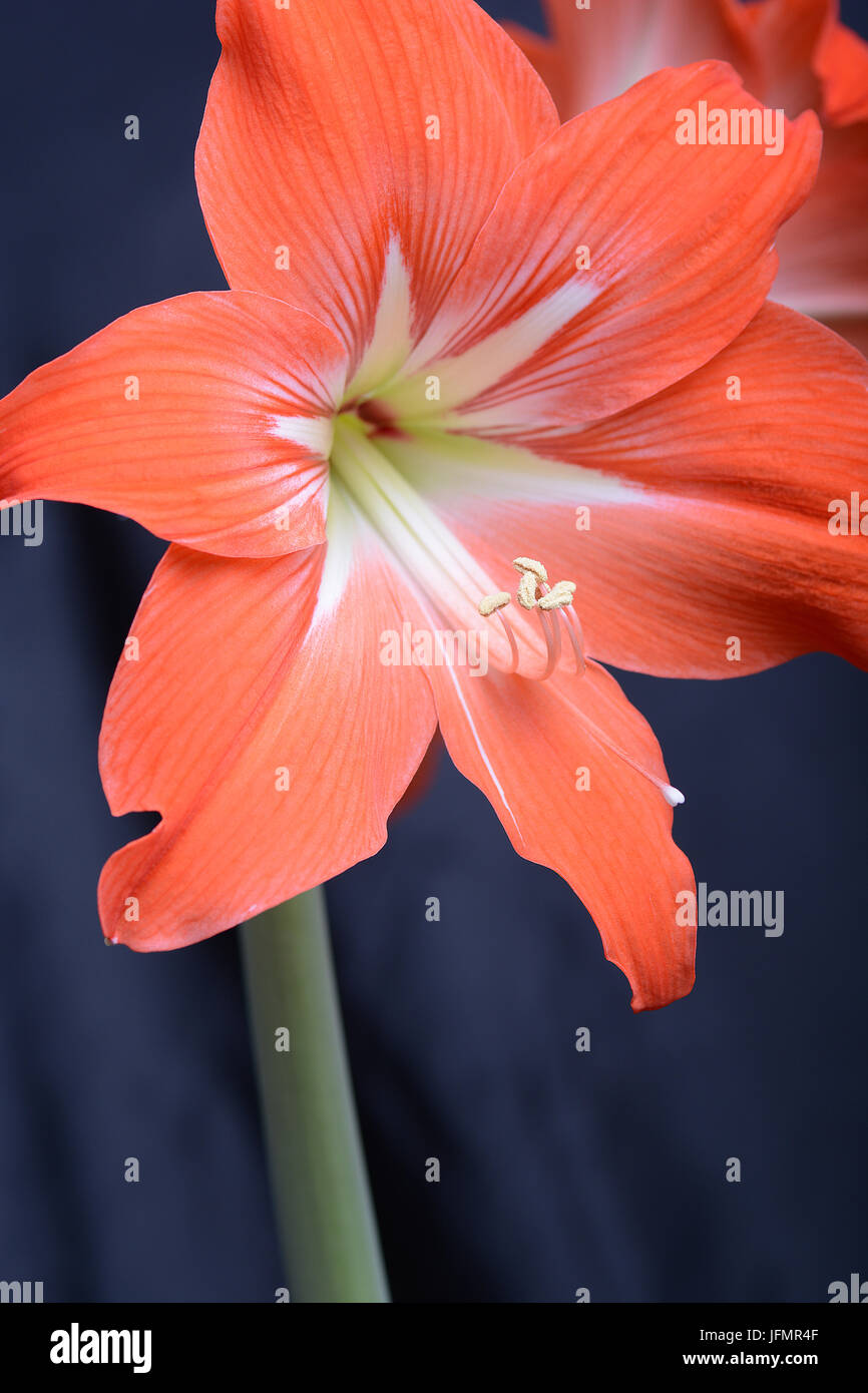 Giglio rosso fiore. Abstract background. Close up. Foto Stock