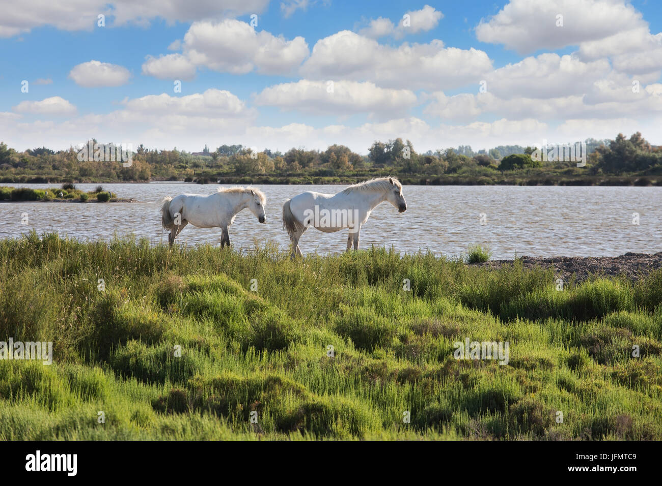 Coppia di cavalli bianchi pascolare nel delta del Rodano, Provenza Foto Stock