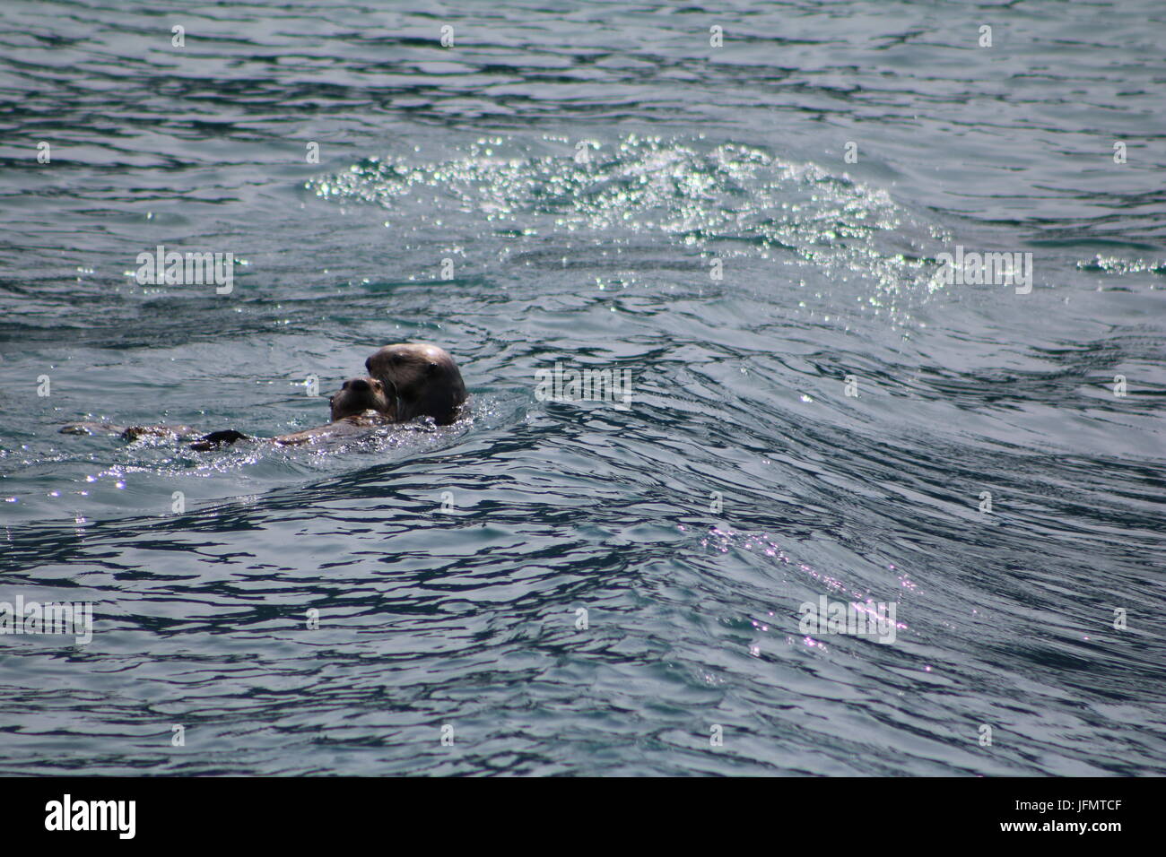 Le lontre marine giocando in open Alaskan acqua Foto Stock