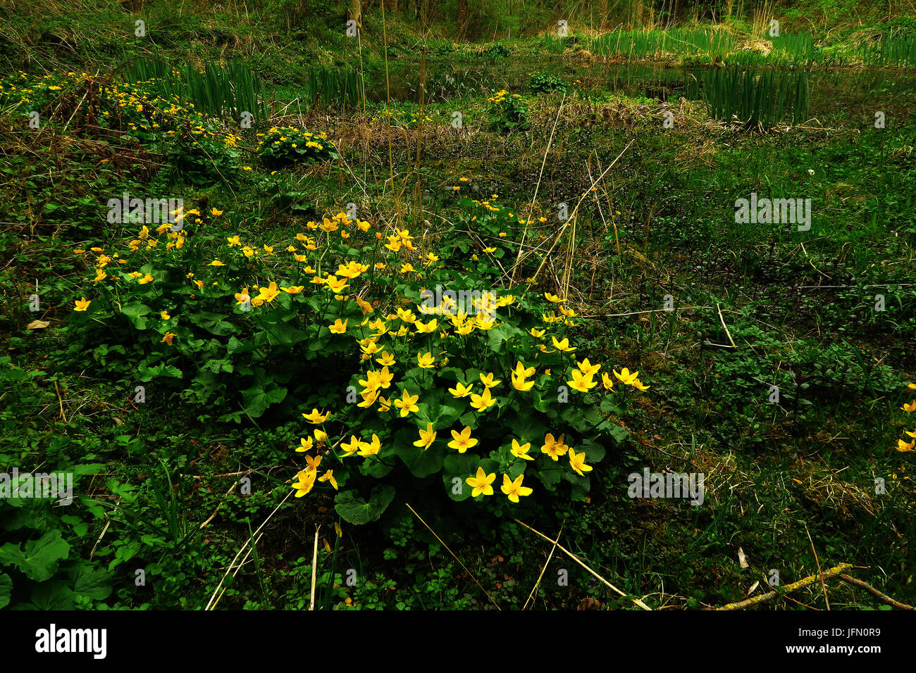 Kingcup; acqua boot; marsh calendula; Foto Stock