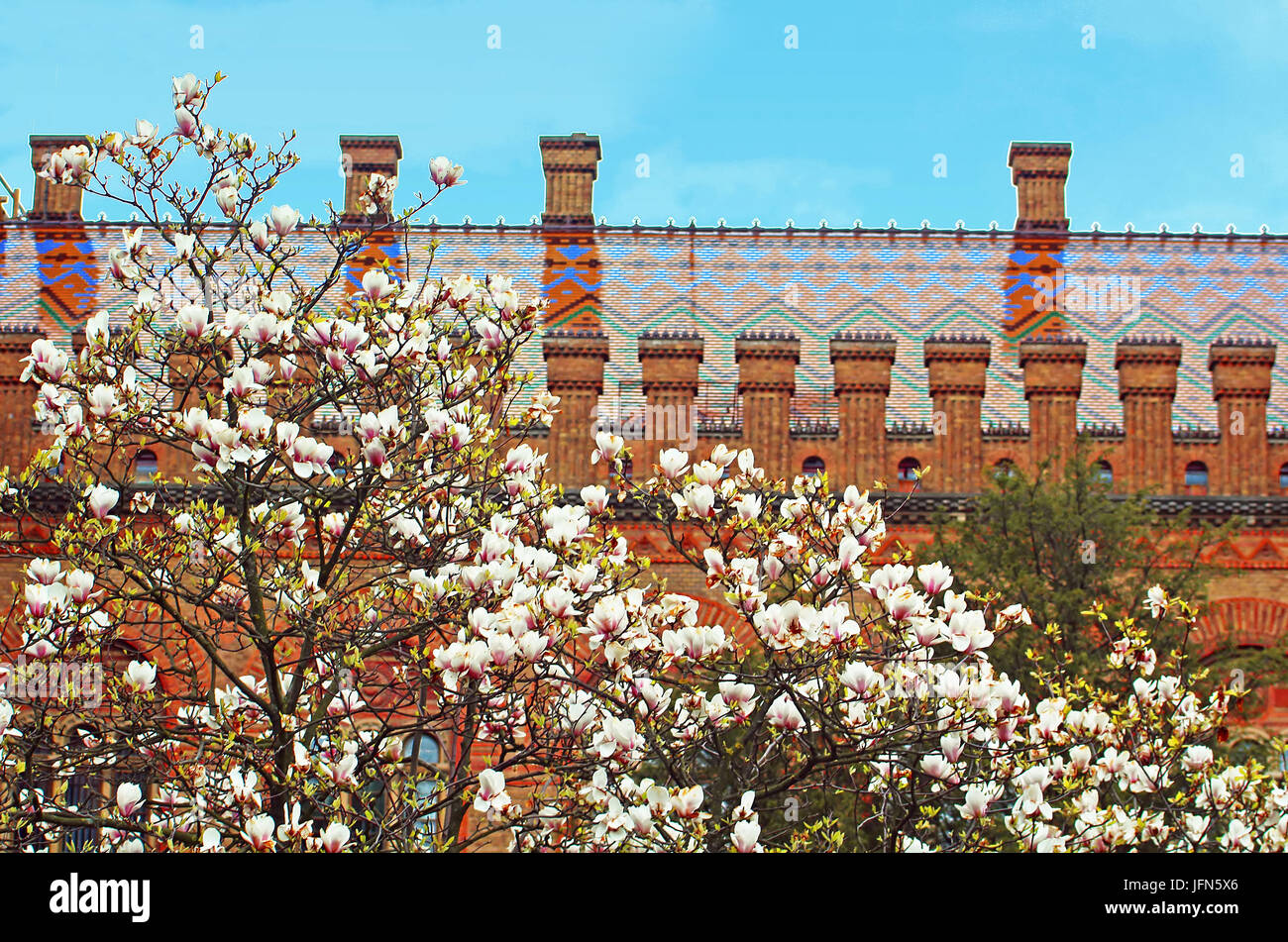 Magnolia fioritura e residenza di Bukovinian e Metropoliti della Dalmazia, ora parte di Chernivtsi University Foto Stock