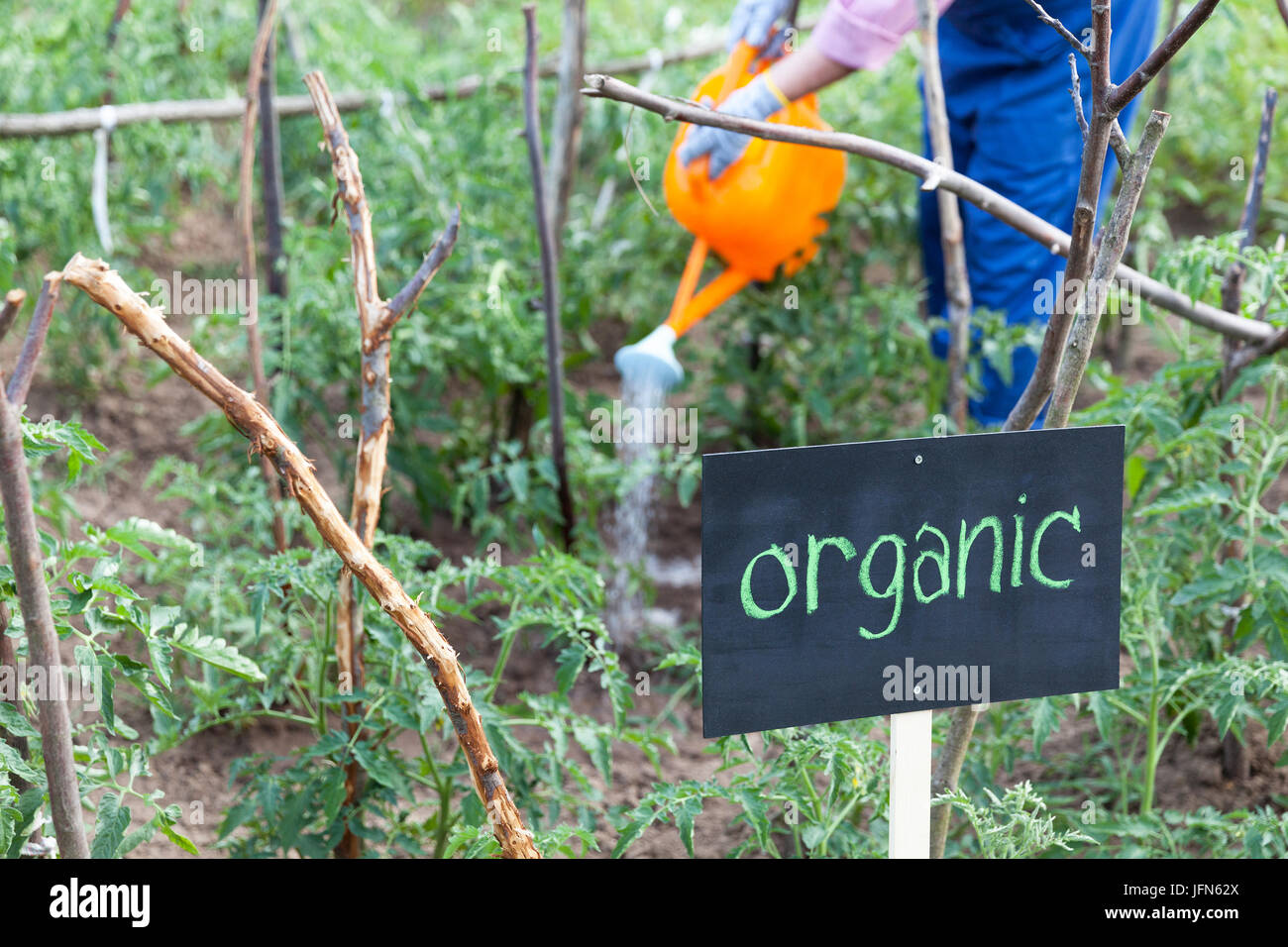 Irrigazione agricoltore orto biologico. Pianta di pomodoro. Foto Stock