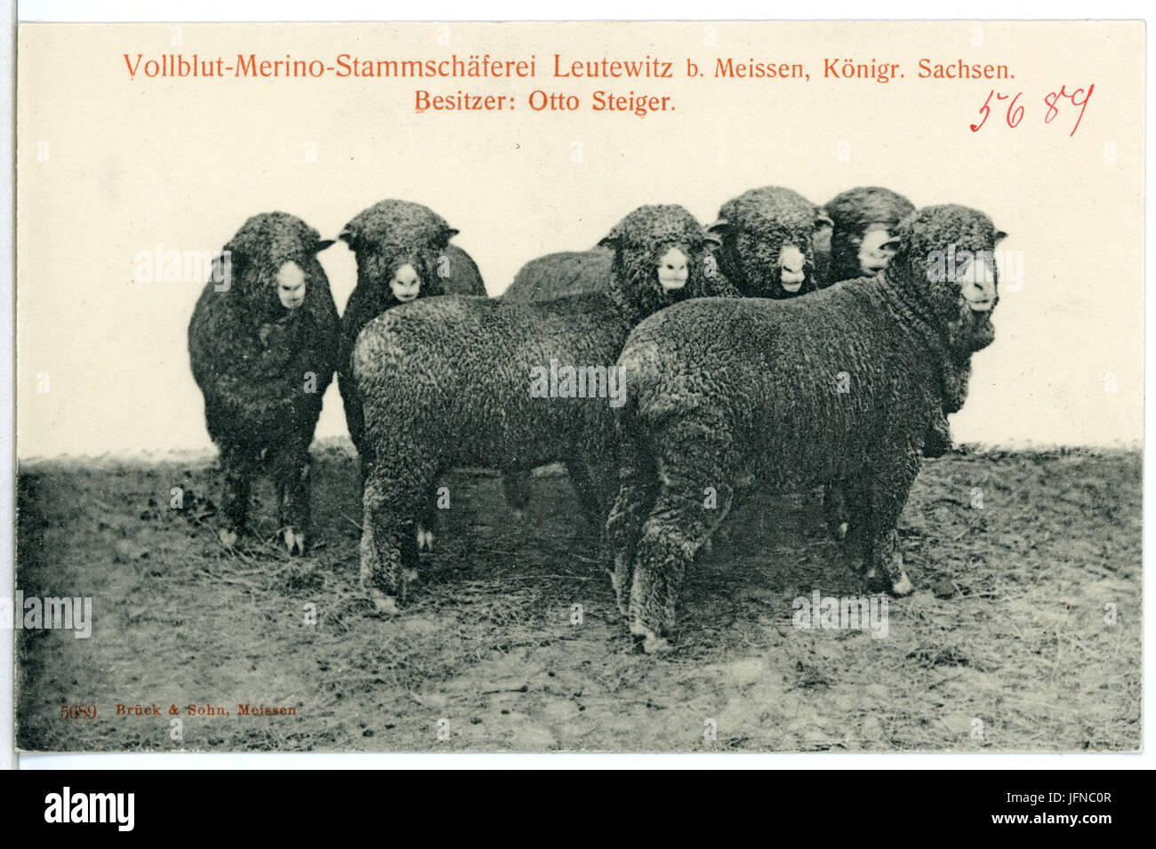 05689-Leutewitz-1905-Vollblut Merino Schäferei-Brück & Sohn Kunstverlag Foto Stock