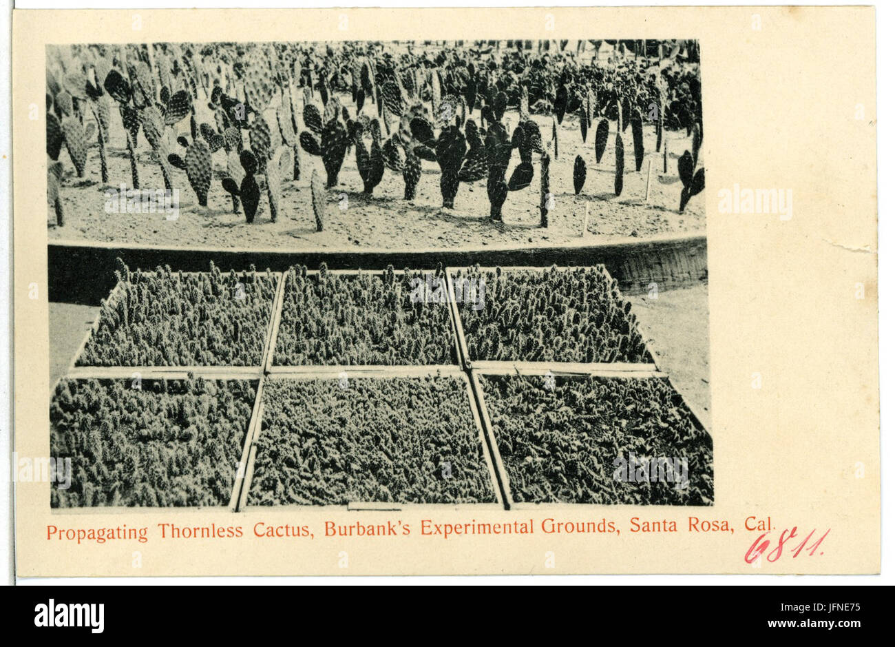 06811-Santa Rosa-1905-propagante Cactus senza spine, Burbanks Exp. Grounds-Brück & Sohn Kunstverlag Foto Stock
