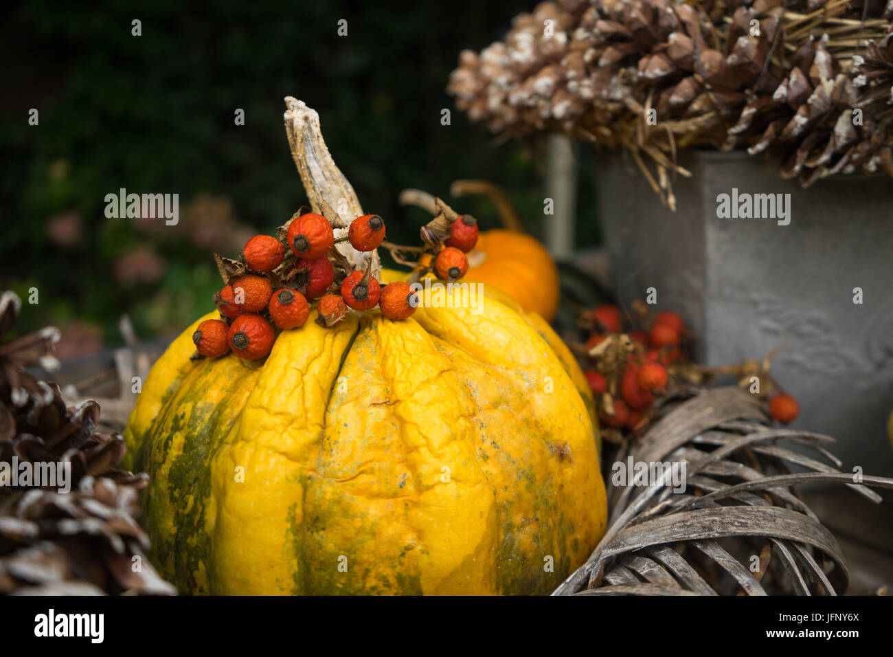 Stagionale autunno zucca zucca e bacche di decorazioni per la tavola di sfondo per le vacanze Foto Stock