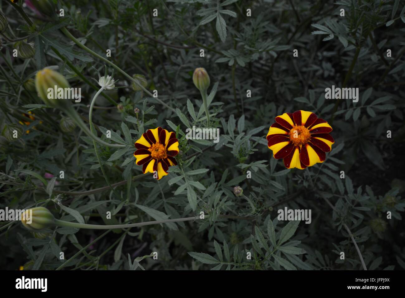 Fiori impressioni da Berlino il 3 agosto, 2015, Germania Foto Stock