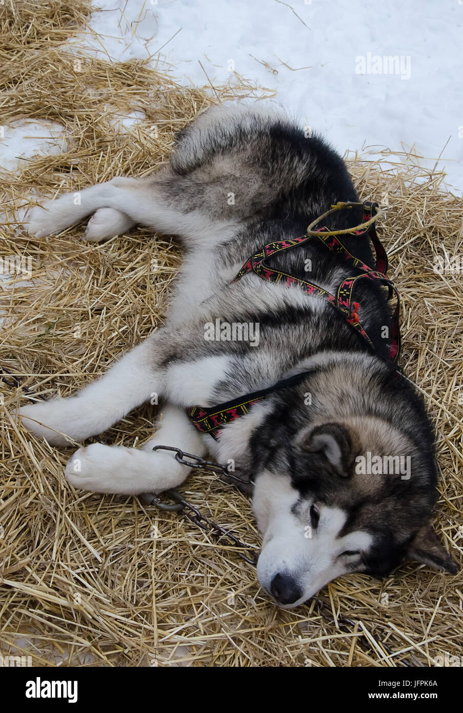 Alaskan Malamute (progetto di cane) dormire in marcia sulla neve e la lettiera di paglia Foto Stock