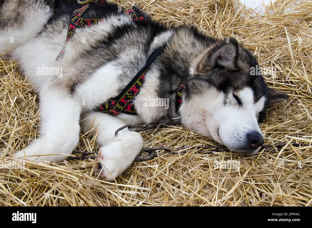 Primo piano della alaskan malamute (progetto di cane) dormire in marcia sulla neve e la lettiera di paglia Foto Stock