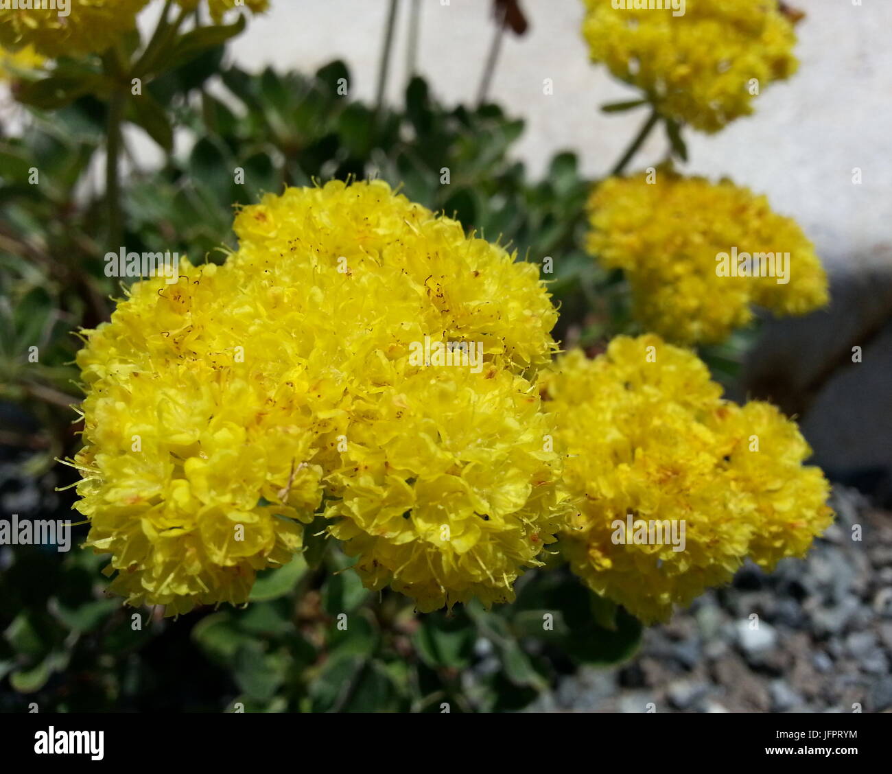 Fiore di zolfo del grano saraceno Foto Stock