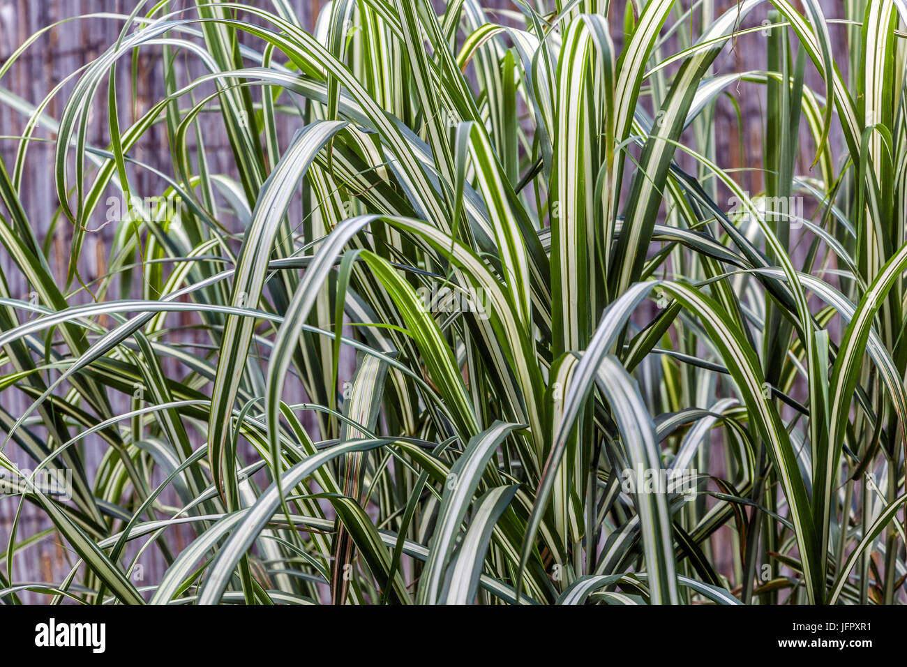 Miscanthus sinensis "Cabaret", Cinese di erba di argento, Zebra erba Foto Stock